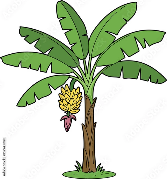 Obraz Tropical Banana Tree with Fruit Bunch and Hanging Flower