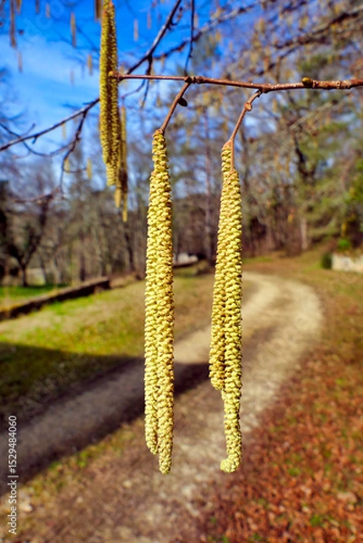 Obraz Close up of a group of catkins in a woodland setting
Catkins in Spring