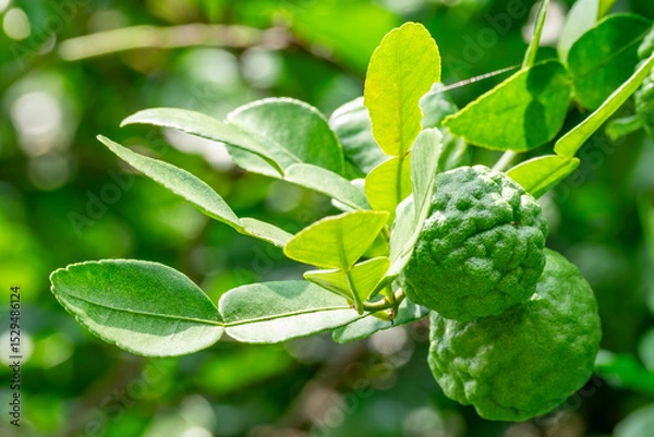 Fototapeta Bergamot, Fresh green bergamot fruit hanging from branch. bergamot tree garden and healthy food concept, group of bergamot,Bergamot medicinal plants with many
