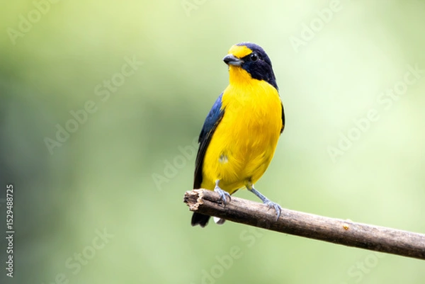 Fototapeta A Violaceous Euphonia also know as gaturamo perching in a branch tree.  Green background, Species Euphonia violacea. Birdwatching. Animal world. Yellow bird.