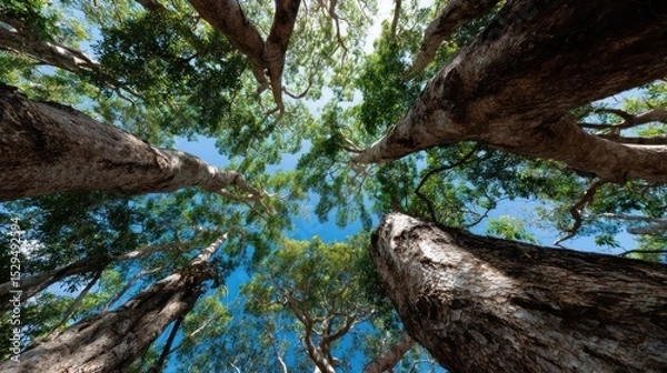 Fototapeta Majestic Canopy: A Look Upward Through Ancient Trees