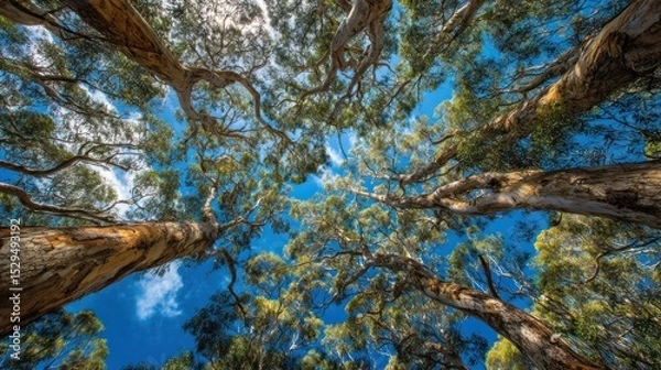 Fototapeta Majestic Eucalyptus Canopy: A Low Angle View of Towering Trees Reaching for the Sky