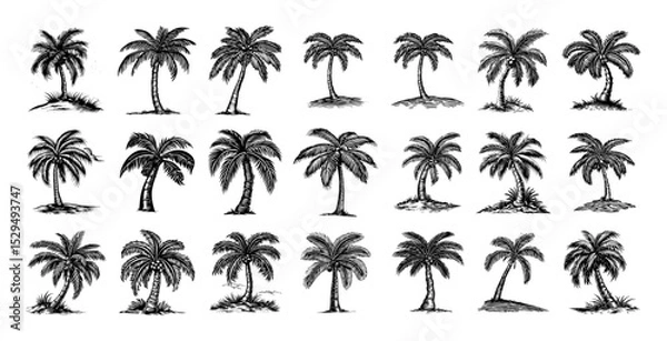 Fototapeta collection of palm tree sketches in various styles