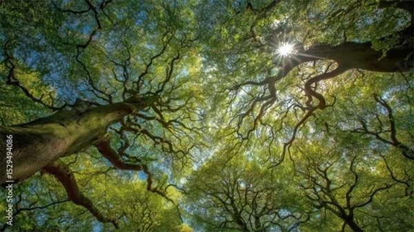 Fototapeta Sunlight Filtering Through Ancient Canopy