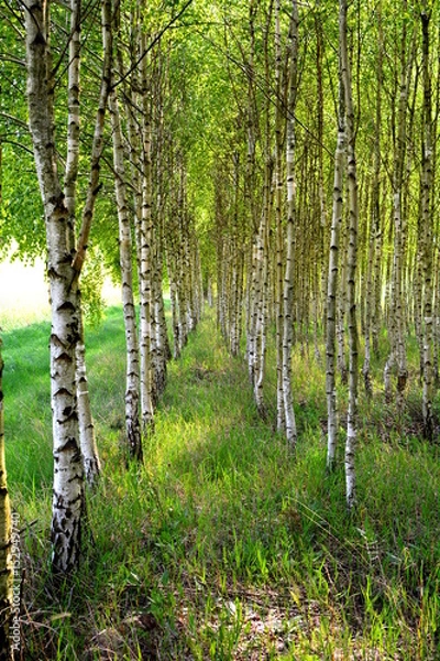 Fototapeta młody las brzozowy