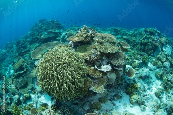 Obraz Reef-building corals compete for space to grow on a remote atoll in Wakatobi National Park, Indonesia. This area, off the coast of Sulawesi, is known for its extraordinary marine biodiversity.