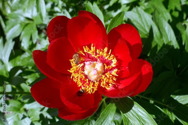 Obraz Red peony  ,Paeonia peregrina,blossoming in the forest at spring. Bees.