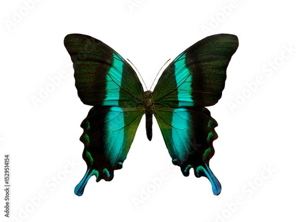 Fototapeta butterfly Papilio blumei isolated on white background