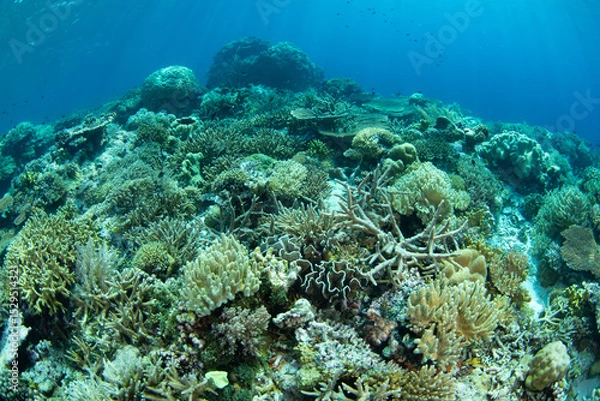 Obraz Reef-building corals compete for space to grow on a remote atoll in Wakatobi National Park, Indonesia. This area, off the coast of Sulawesi, is known for its extraordinary marine biodiversity.