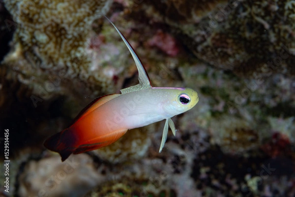 Obraz A fire dartfish, Nemateleotris magnifica, hovers close to the seafloor of a coral reef in Wakatobi National Park, Indonesia. Dartfish are found throughout the Indo-Pacific region.