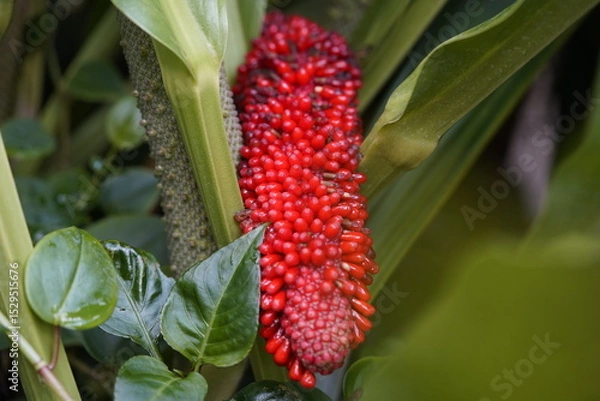 Fototapeta Anthurium schlechtendalii, also known as pheasant's tail or cola de faisán in Spanish, is a broad-leafed plant used for multiple medicinal purposes. Hanover Berggarten, Germany.