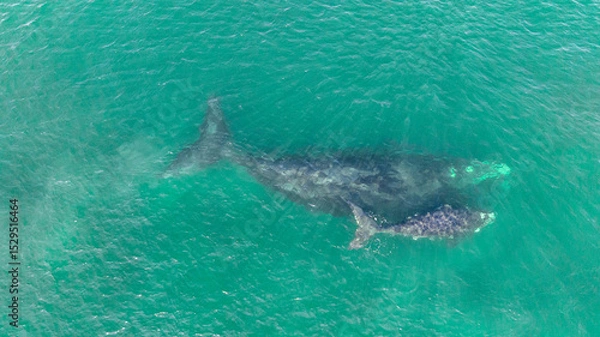 Fototapeta Baleia Franca, a Brazilian whale with her call in Florianopolis, Brazil. Right whales swimming near the coast of Florianopolis with their calves. Aerial view.