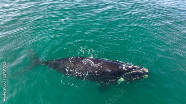 Fototapeta Baleia Franca, a Brazilian whale with her call in Florianopolis, Brazil. Right whales swimming near the coast of Florianopolis with their calves. Aerial view.