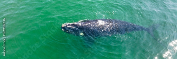 Fototapeta Baleia Franca, a Brazilian whale with her call in Florianopolis, Brazil. Right whales swimming near the coast of Florianopolis with their calves. Aerial view.