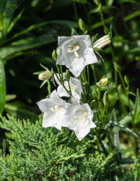 Fototapeta Delicate white bell flowers, belonging to the Campanula family, set against lush green background. Blooms appear fresh with dewdrops, adding serene and natural charm. Nature concept for design