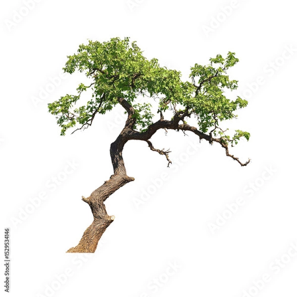 Fototapeta Isolated Green Leafy Tree with Twisted Trunk on Transparent Background