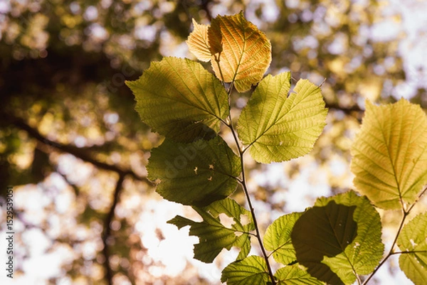 Obraz Sunlight filters through green leaves on a gentle autumn day outdoors