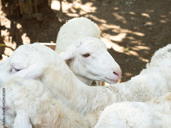 Fototapeta Animal Sheep and Goats Feed for Eid al-Adha in Islam. Goats to be slaughtered during the Eid al-Adha celebration, Eid al-Qurban celebration involves slaughtering goats.