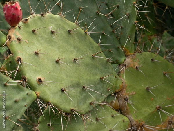 Fototapeta flat cactus tree on the mountain. green flat cactus.