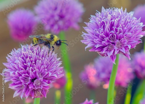 Fototapeta Honeybee on chive flowerhead with proboscis reaching for nectar.