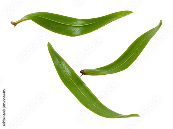 Obraz Three slender green leaves , isolated on transparent background, png