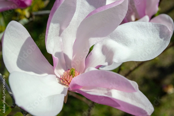 Fototapeta Close-Up of a Blooming Magnolia Flower in Springtime selective focus