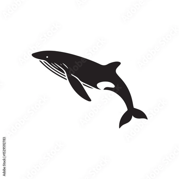 Fototapeta whale isolated on white background
