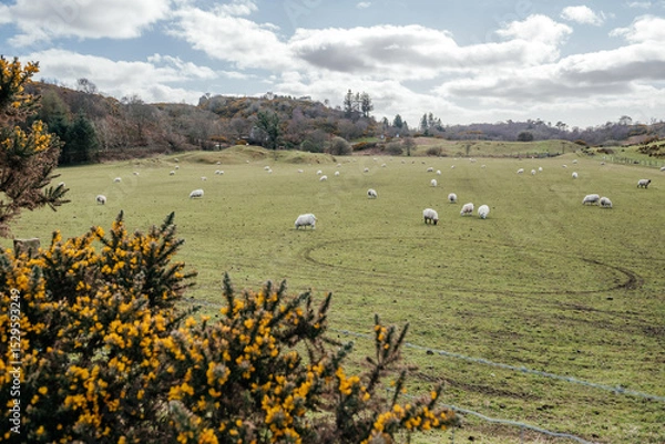 Fototapeta Sheep Grazing in Oban Scotland Countryside