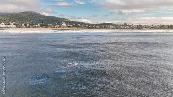 Fototapeta Baleia Franca, a Brazilian whale with her call in Florianopolis, Brazil. Right whales swimming near the coast of Florianopolis with their calves. Aerial view.