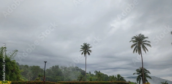 Obraz Rows of coconut tree tops against sky in morning. Nature view with coconut trees, mountains, sky, flowers, fog. Coconut trees and mountains. Scenic view to coconut palms, green mountains on countrysid
