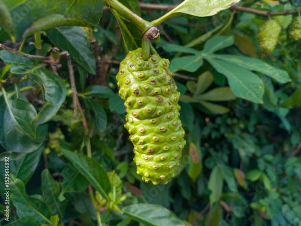 Fototapeta Noni fruit or morinda citrifolia known as mengkudu or pace is still small and not ready to be picked, with green fruit and dense leaves. The noni plant originates from Southeast Asia.