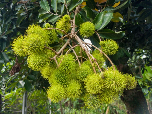 Fototapeta Rambutan fruit or Nephelium lappaceum is green on the tree. Rambutan fruit with soft thorns, green rambutan, sweet fruit in a group of green trees.