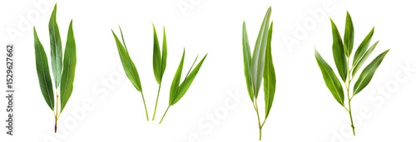 Fototapeta A set of four different types of green leaves. The leaves vary in size and shape, but they all have a similar colour and texture. Isolated on a transparent background.