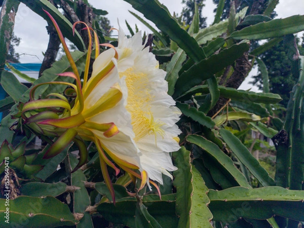 Fototapeta Bright white and yellow dragon fruit flowers are in bloom. Side view with dragon fruit tree and house in the background. Dragon fruit (Pitaya) is the fruit of several types of cactus from the genus