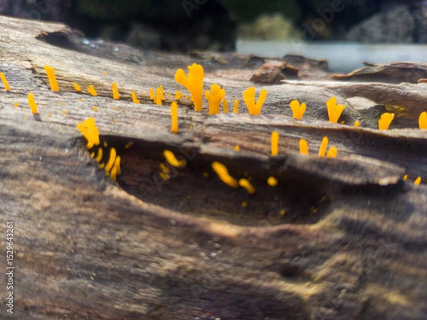 Fototapeta Yellow mushroom (dacryopinax spathularia) grows on a wooden table that blooms in the morning