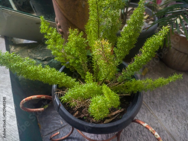 Fototapeta Foxtail fern, asparagus close up growing in a pot. Selective focus.