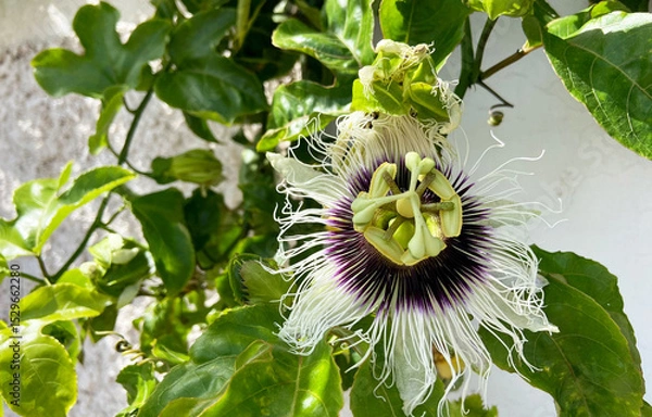 Obraz Passiflora edulis also known as Maracuya or Parcha flower on the vine close up.Tropical plants and fruits concept