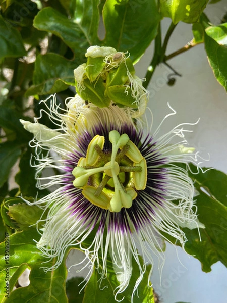 Obraz Passiflora edulis also known as Maracuya or Parcha flower on the vine close up.Tropical plants and fruits concep