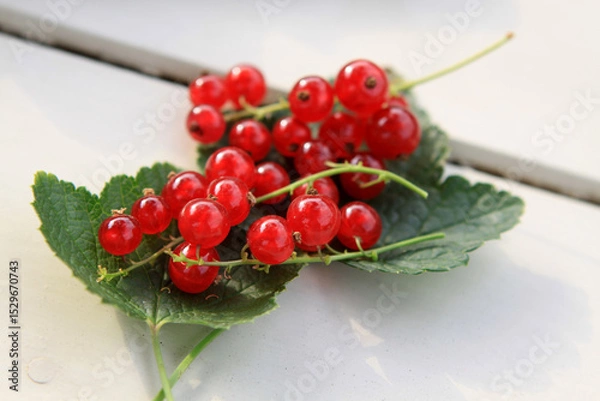 Obraz Rote Johannisbeeren