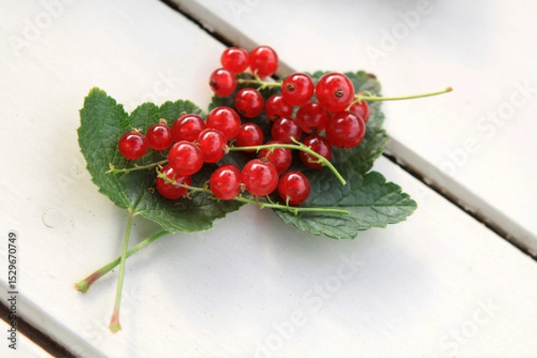 Obraz Rote Johannisbeeren