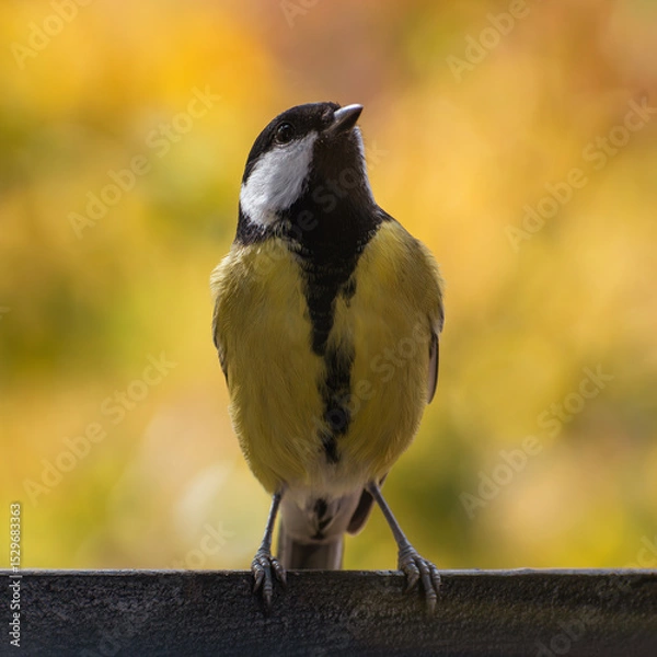 Obraz titmouse portrait on a tree branch close up.