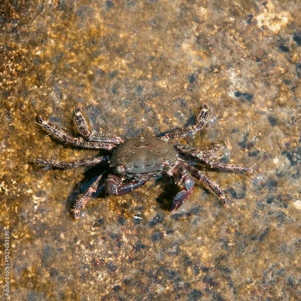 Obraz crab in the water on a stone