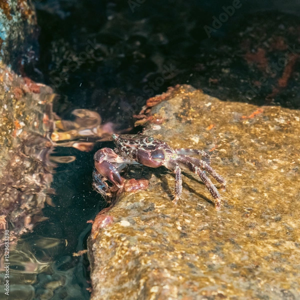Obraz crab in the water on a stone
