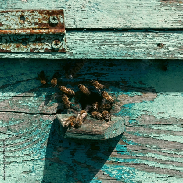 Obraz The beehive. Bees fly inside the hive
