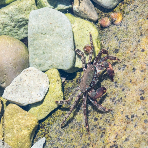 Obraz crab in the water on a stone