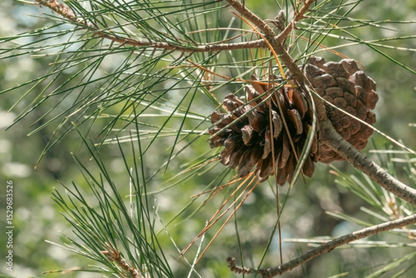 Obraz Cones of Crimean pine on a branch