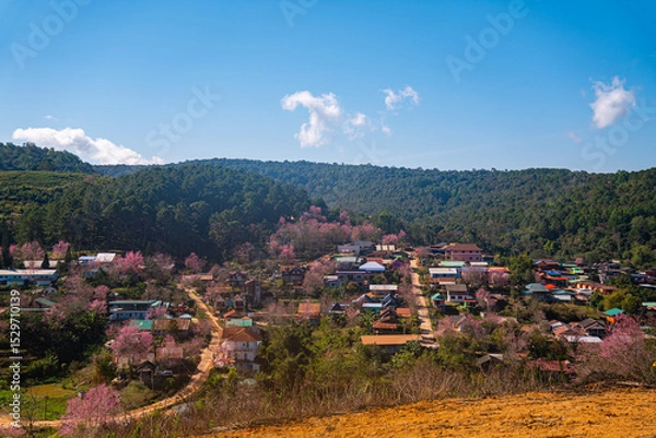 Obraz Cherry trees are beginning to bloom pink in the mountain village.
Every winter, the entire mountain is covered in pink cherry blossoms.