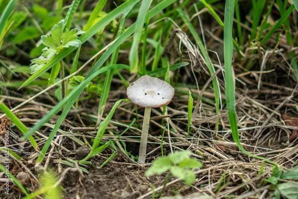 Obraz mushroom in the grass