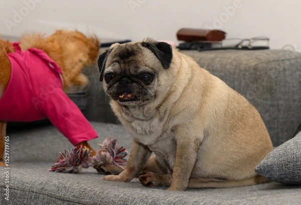 Obraz Old Pug Dog Resting Comfortably on Sofa at Home