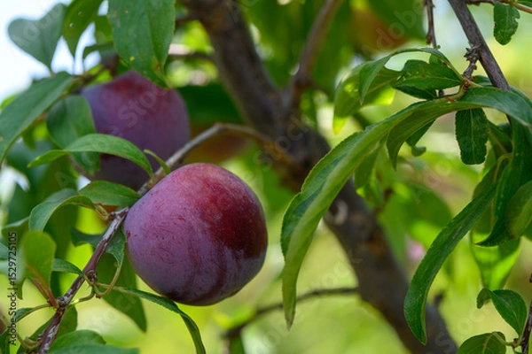 Obraz Purple plums ripening on tree branches under the sun in a Cyprus garden.
